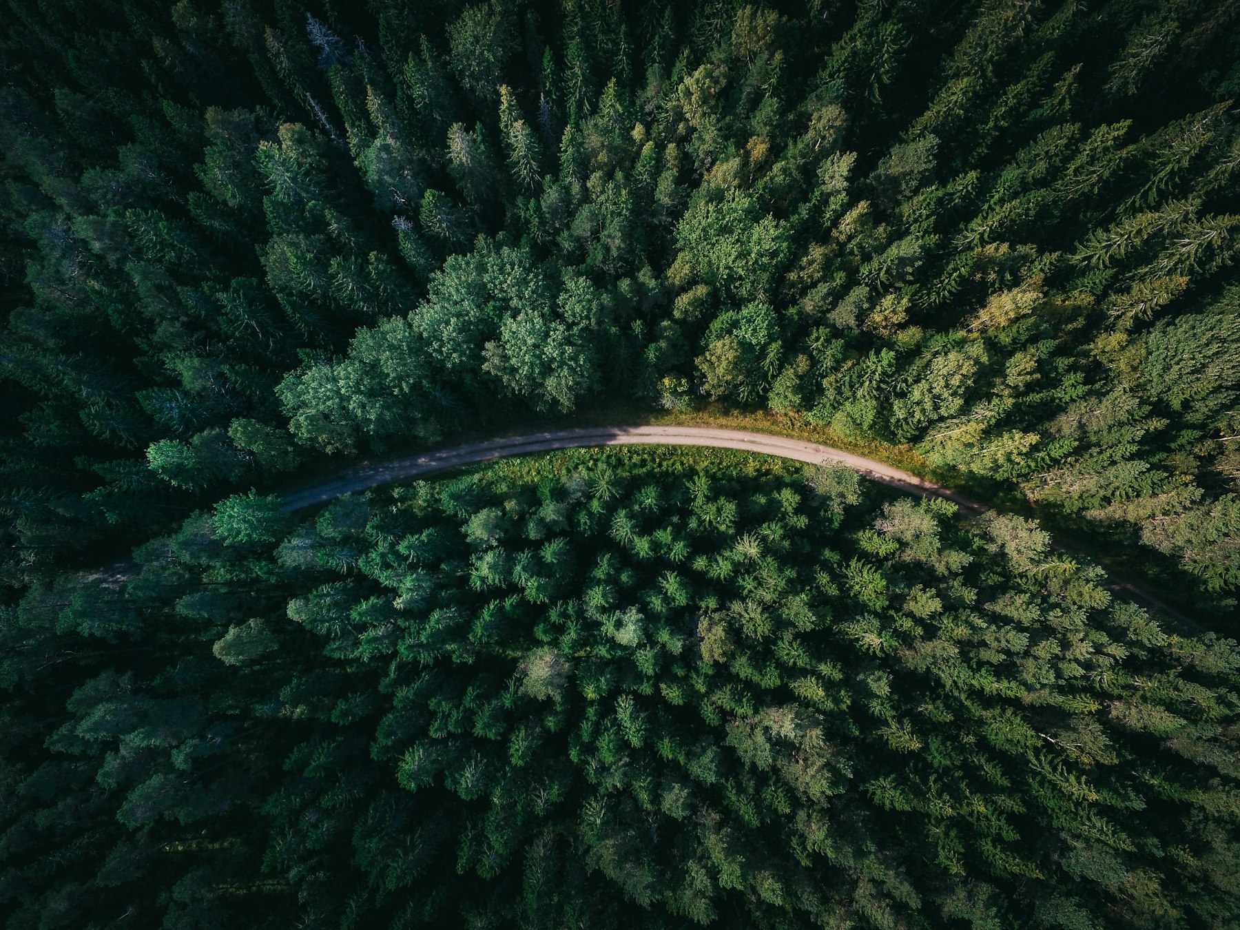 An aerial view of dense evergreen forest canopy