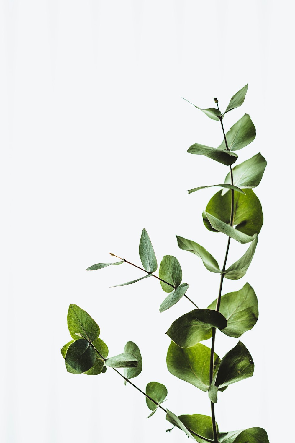 A single eucalyptus stem laid on a pale surface