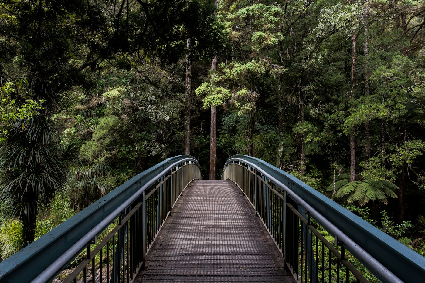 A narrow walkway running through tall ferns and green woodland