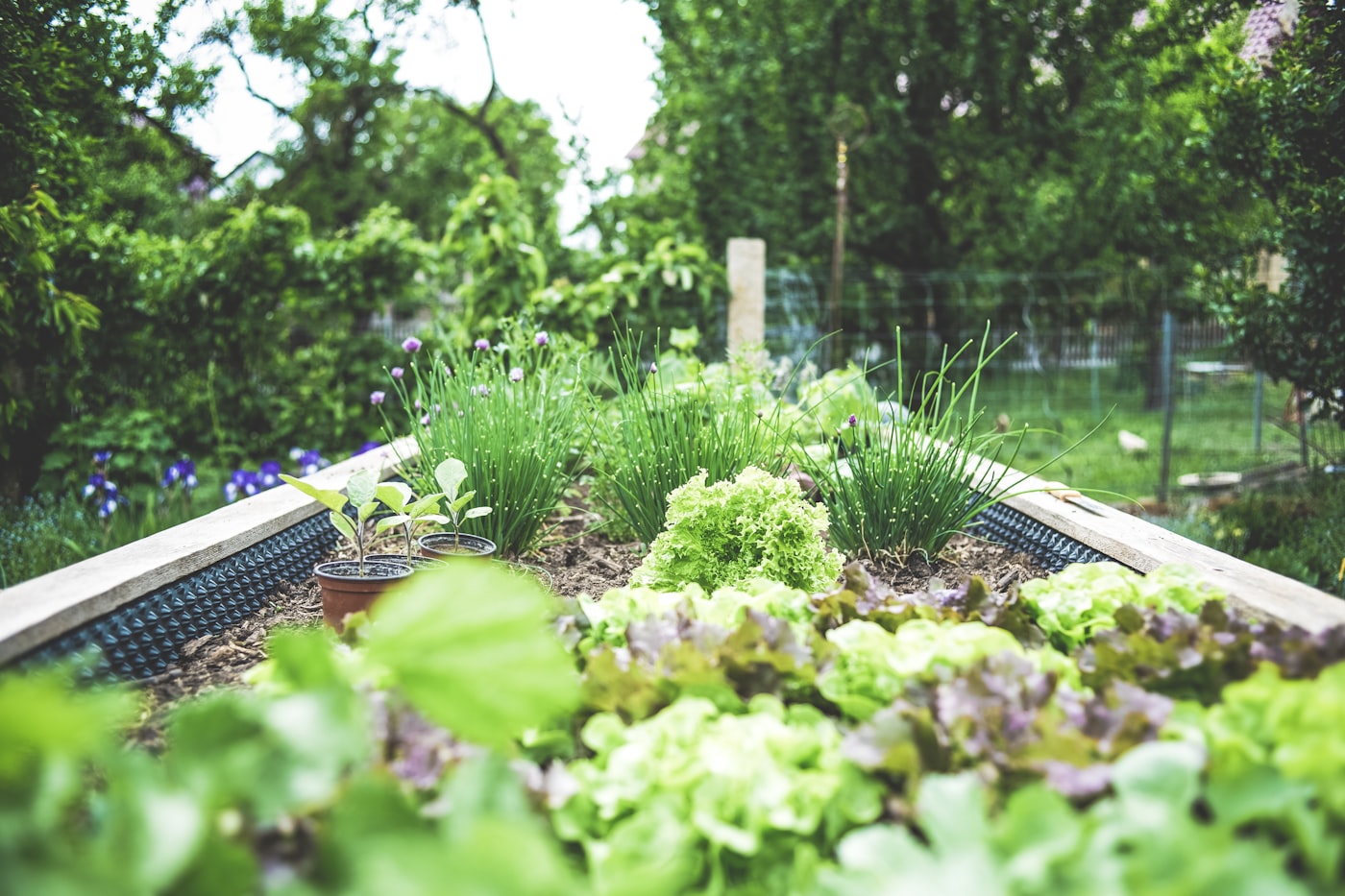 Raised timber beds full of leafy greens and herbs in a back garden