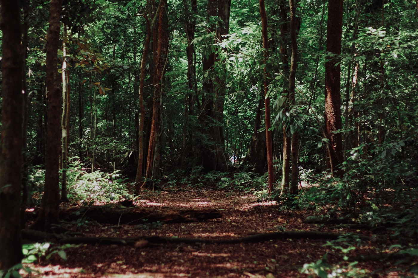 A soft path running between tall straight conifers in deep green shade