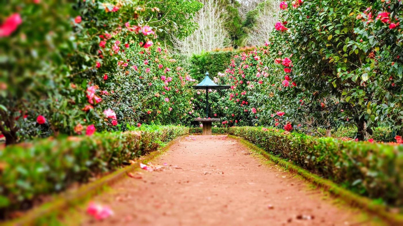 A long gravel path edged with clipped hedging and flowering shrubs