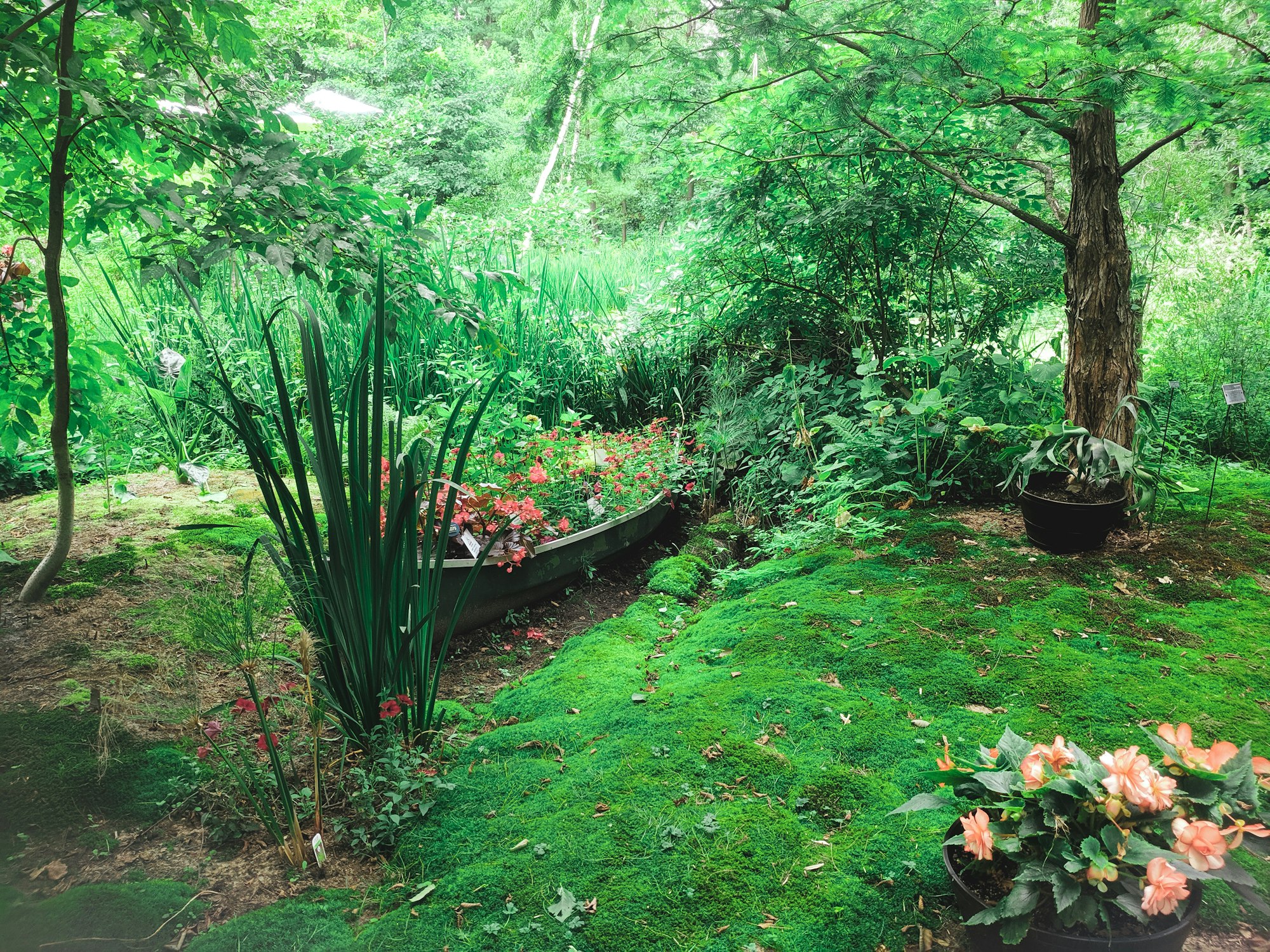 A mossy Pacific Northwest garden with pink rhododendrons in flower under tall trees