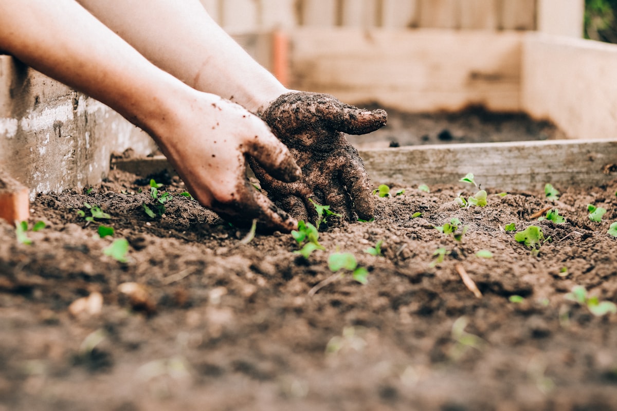 Two hands working dark soil around a young seedling