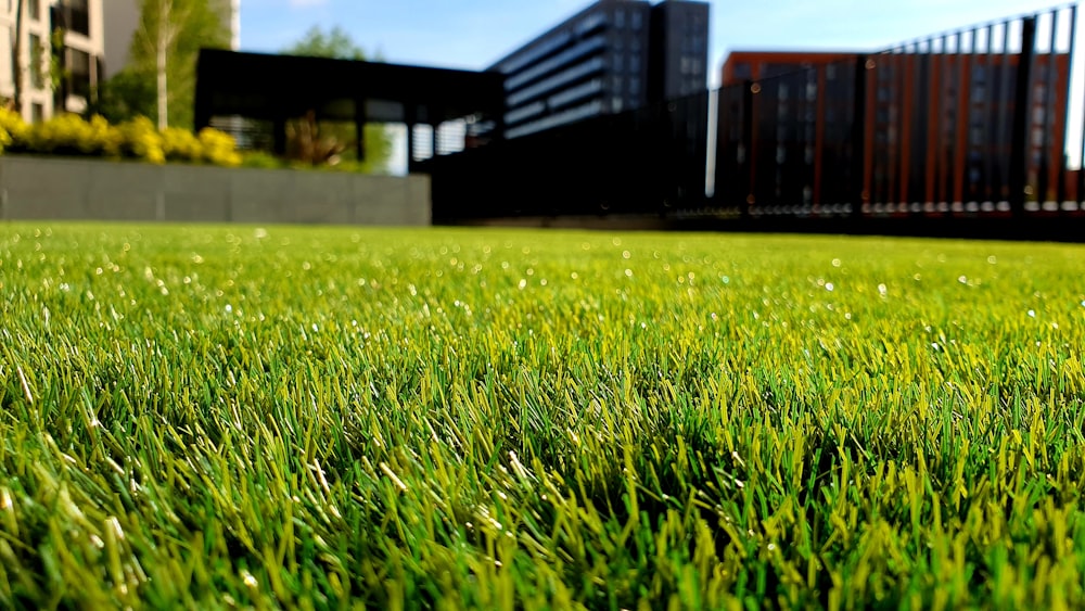 Close-up of dense, freshly cut green lawn