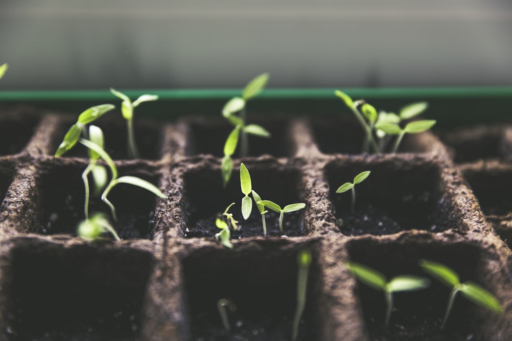 Rows of green seedlings pushing up through dark soil